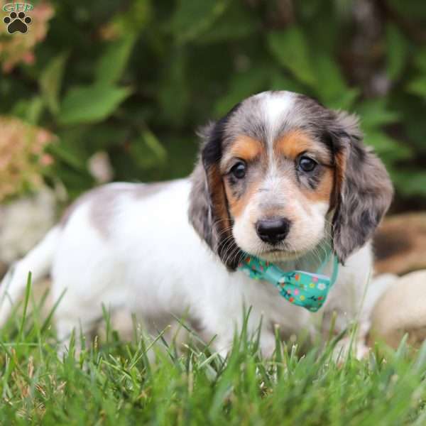 Ace, Dachshund Puppy