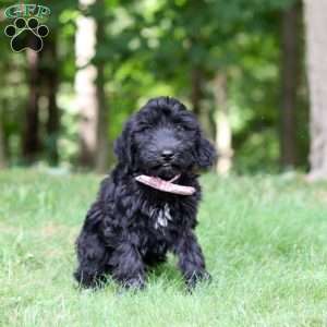 Ace, Portuguese Water Dog Puppy