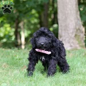 Ace, Portuguese Water Dog Puppy