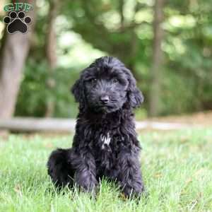 Ace, Portuguese Water Dog Puppy