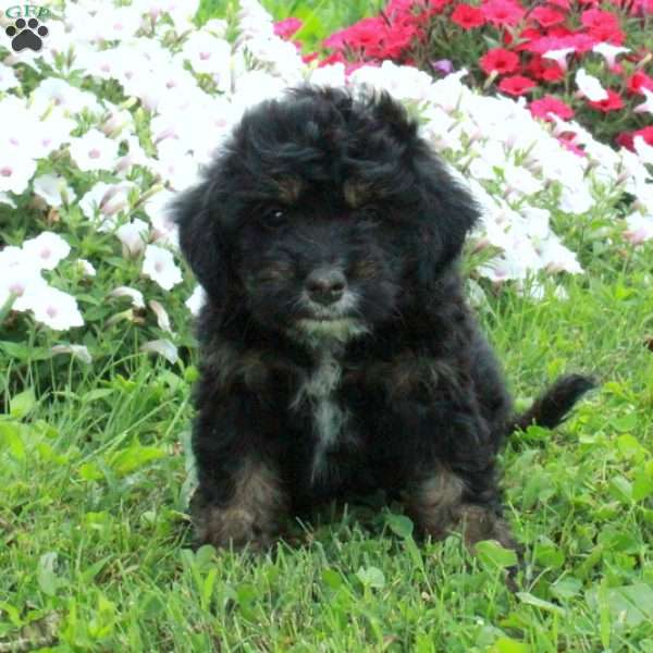 Ace, Mini Bernedoodle Puppy