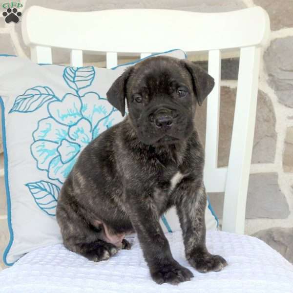 Ace, Cane Corso Mix Puppy