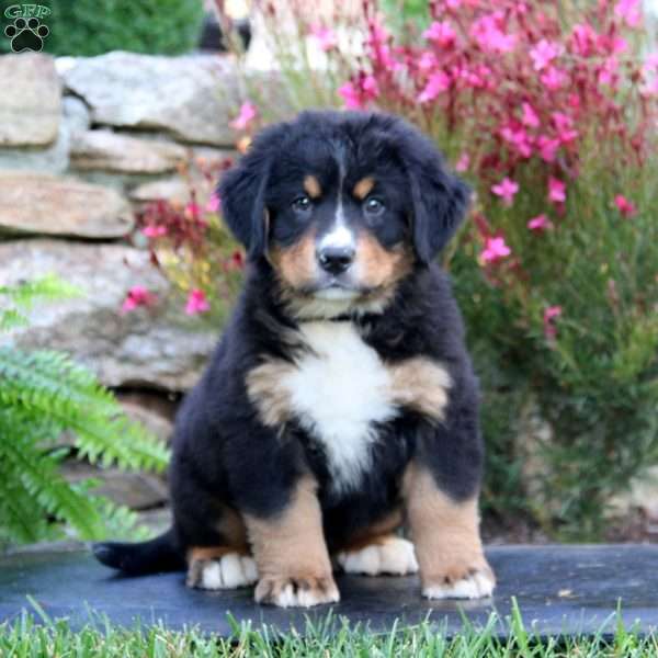 Ace, Bernese Mountain Dog Puppy