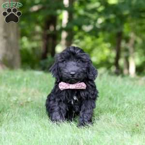 Ace, Portuguese Water Dog Puppy