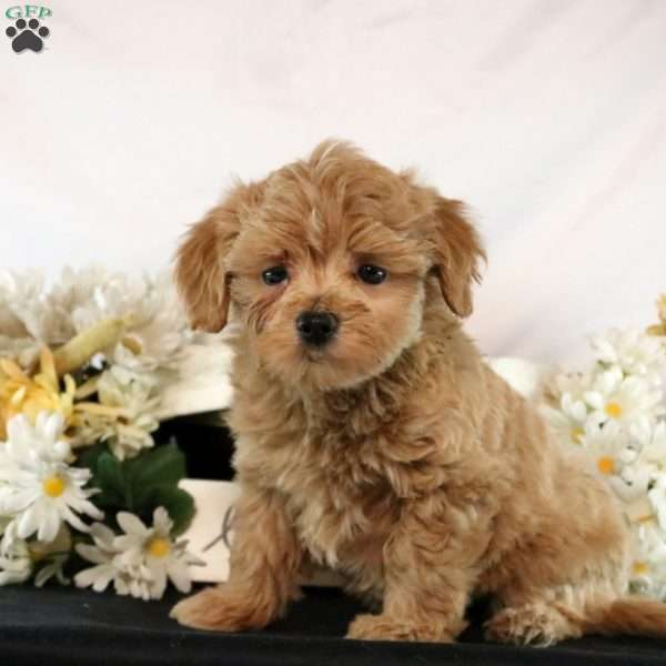 Ada, Maltipoo Puppy