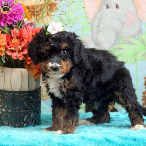 Adam, Cavapoo Puppy