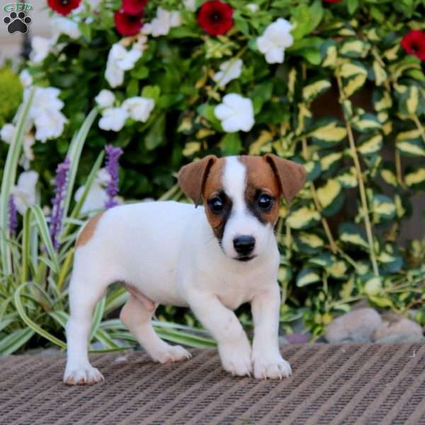 Adam, Jack Russell Terrier Puppy