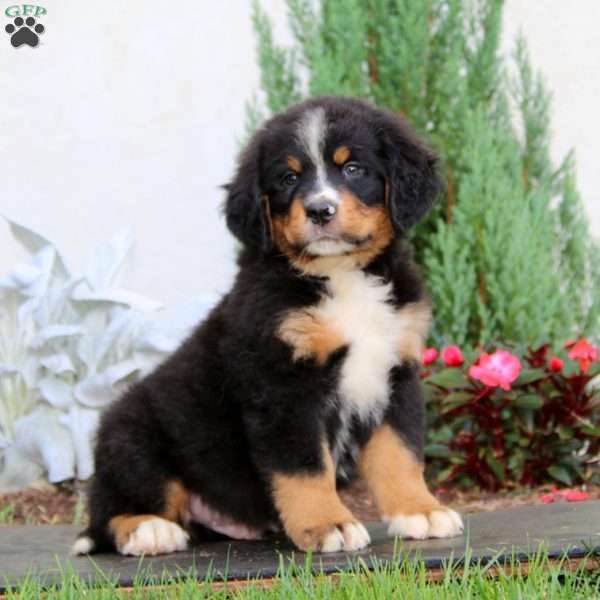 Adam, Bernese Mountain Dog Puppy