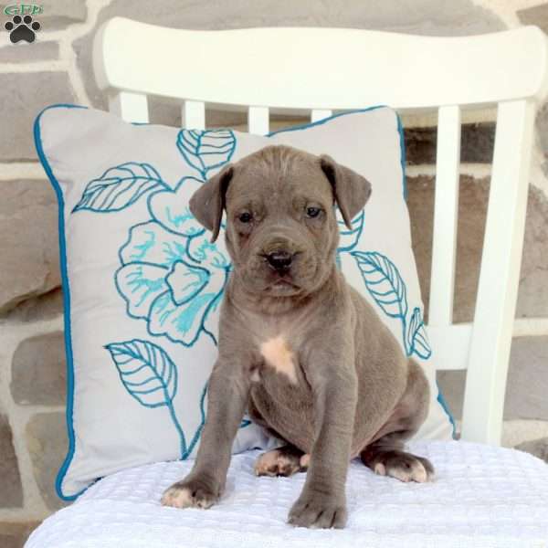 Adelaide, Cane Corso Mix Puppy