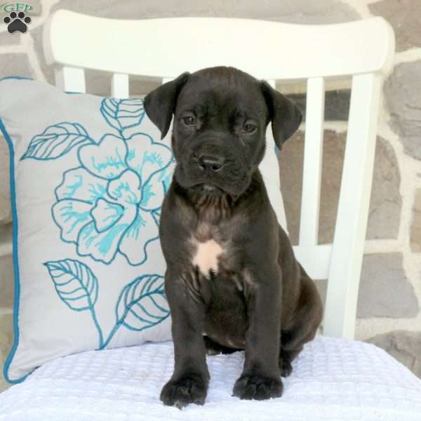 Adelle, Cane Corso Mix Puppy