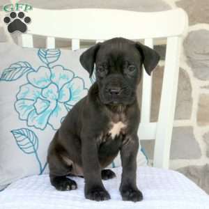 Adelle, Cane Corso Mix Puppy