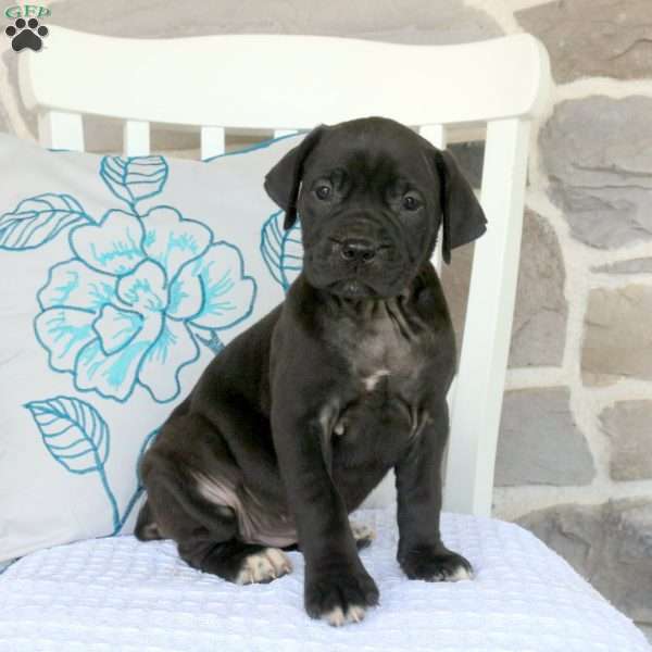 Adria, Cane Corso Mix Puppy