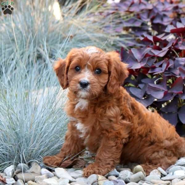 Aiden, Cavapoo Puppy