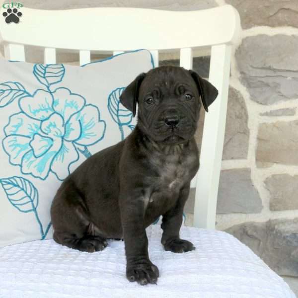 Aisley, Cane Corso Mix Puppy