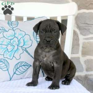 Aisley, Cane Corso Mix Puppy