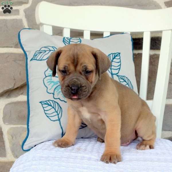 Alec, Cane Corso Mix Puppy