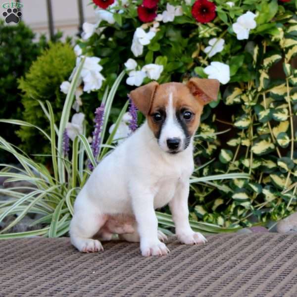 Alec, Jack Russell Terrier Puppy