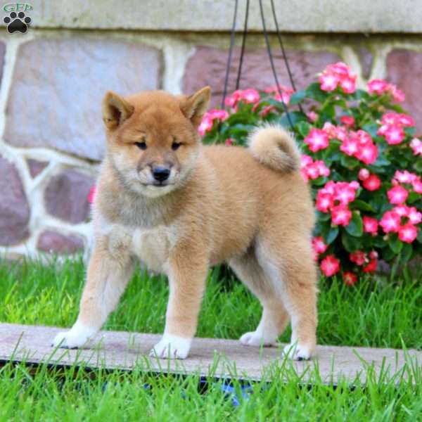 Alec, Shiba Inu Puppy