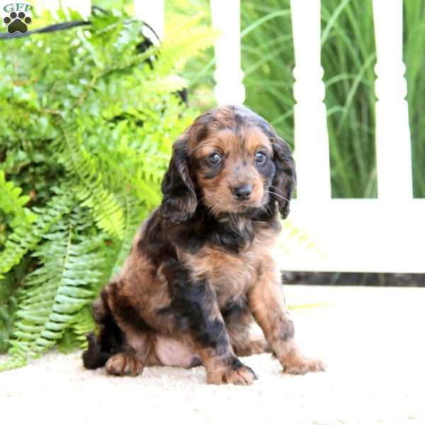 Alek, Cavapoo Puppy