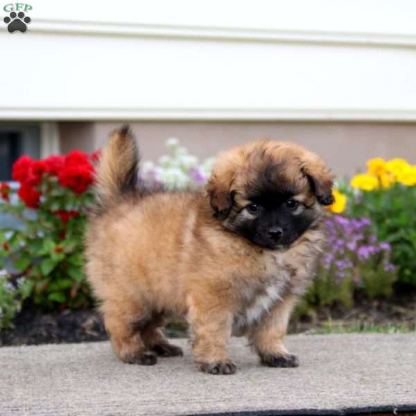 Alex, Pomeranian Mix Puppy