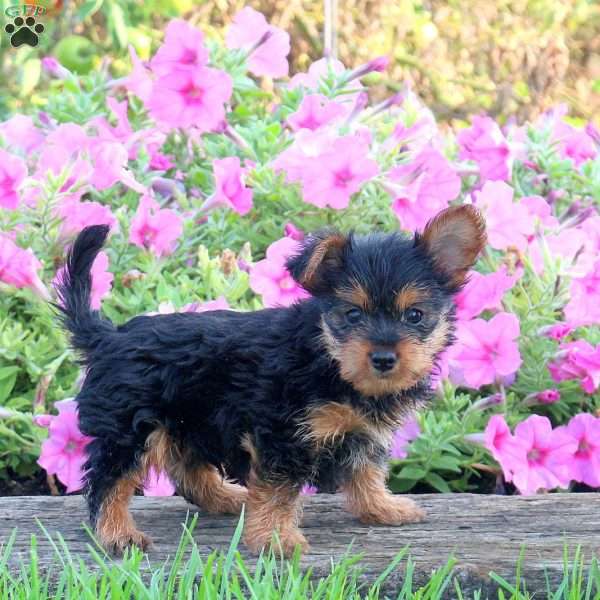 Alfie, Yorkie Puppy