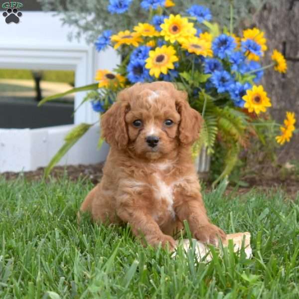 Alfie, Cavapoo Puppy