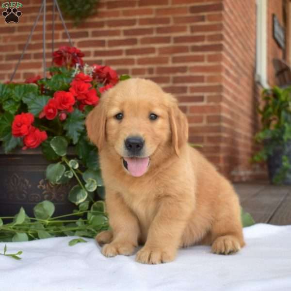 Alfie, Golden Retriever Puppy