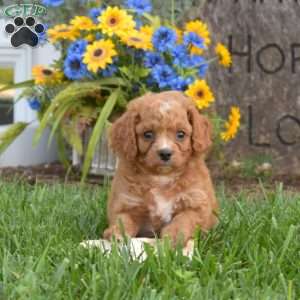 Alfie, Cavapoo Puppy