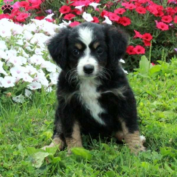 Alice, Mini Bernedoodle Puppy