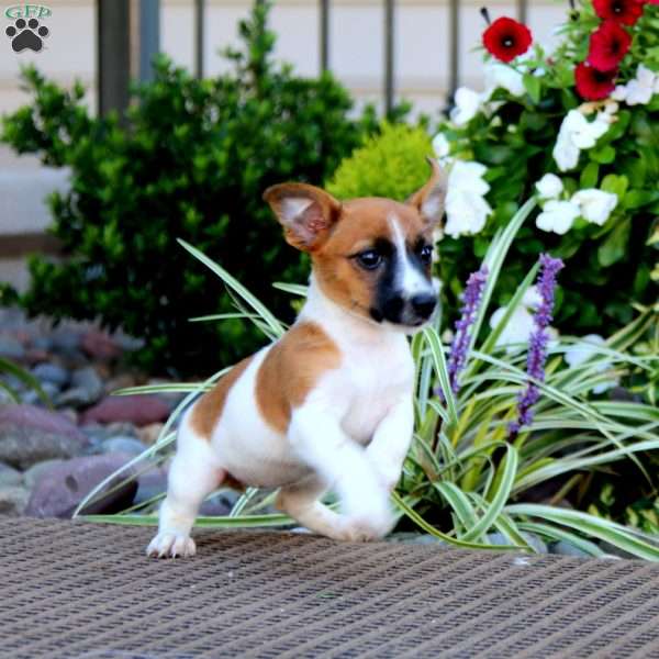 Alice, Jack Russell Terrier Puppy