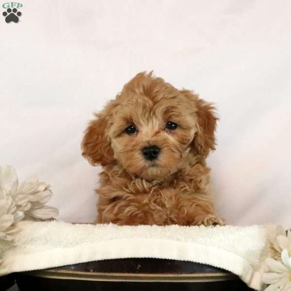 Alice, Maltipoo Puppy