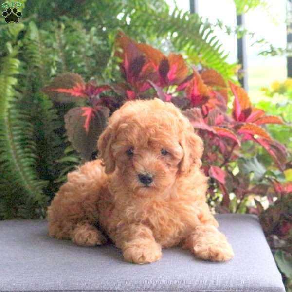 Alisha, Miniature Poodle Puppy