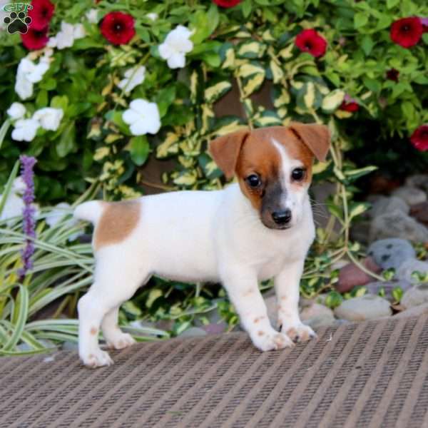 Alisha, Jack Russell Terrier Puppy