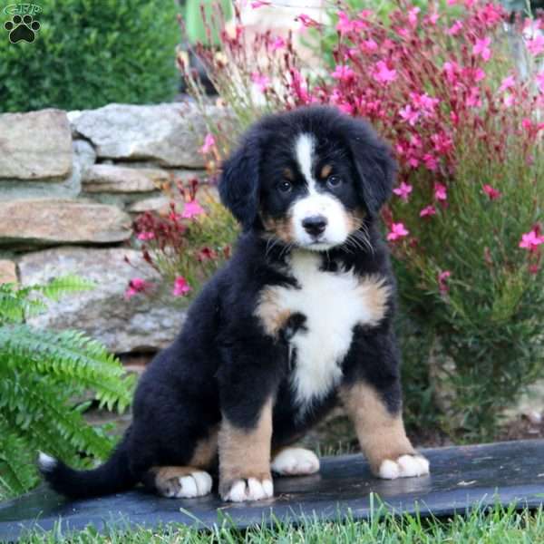 Alisha, Bernese Mountain Dog Puppy