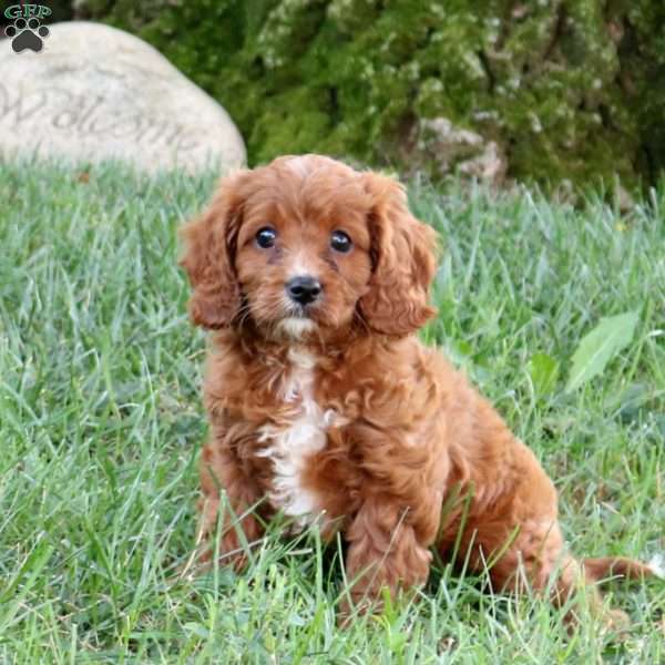 Alison, Cavapoo Puppy