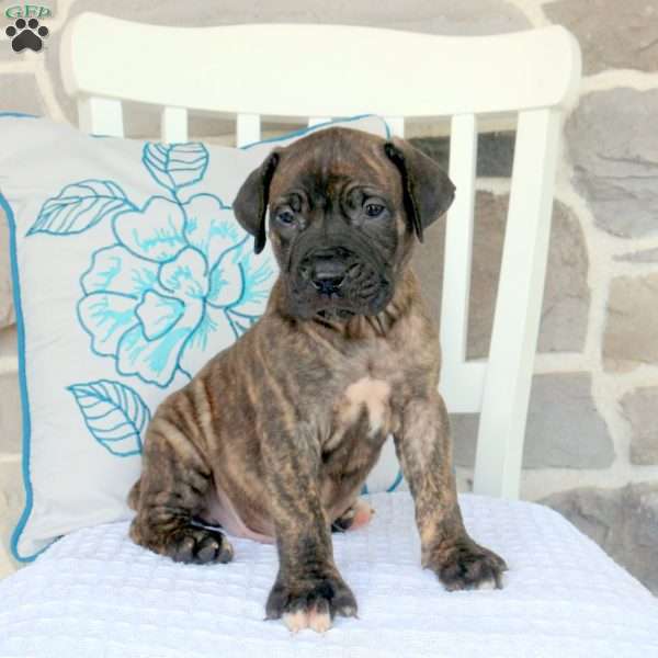 Alonzo, Cane Corso Mix Puppy