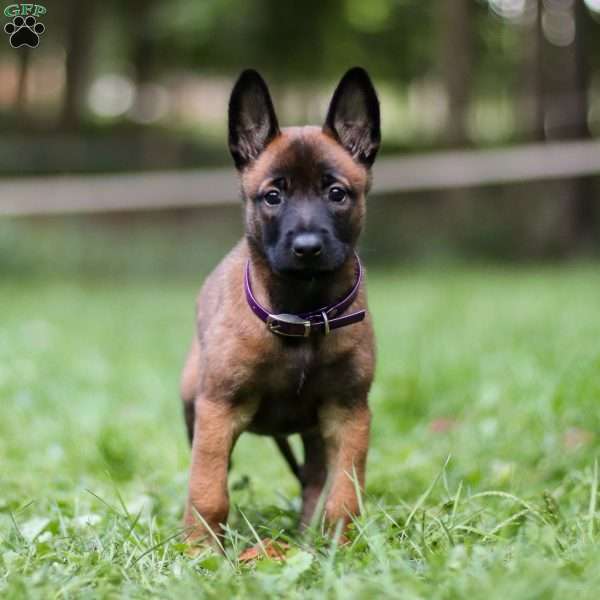 Amber, Belgian Malinois Puppy