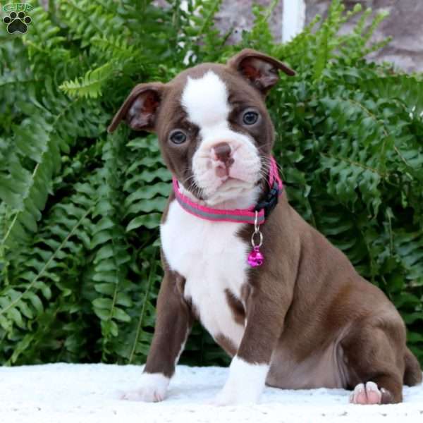 Amber, Boston Terrier Puppy