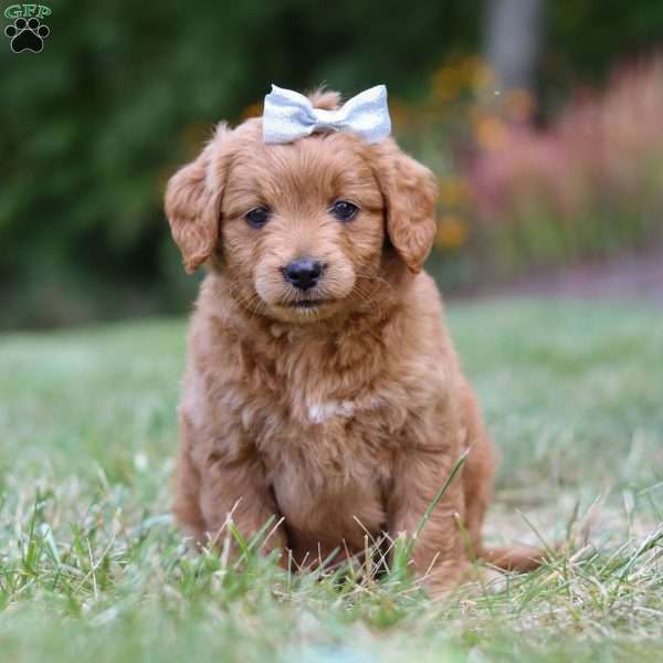 Amelia, Goldendoodle Puppy