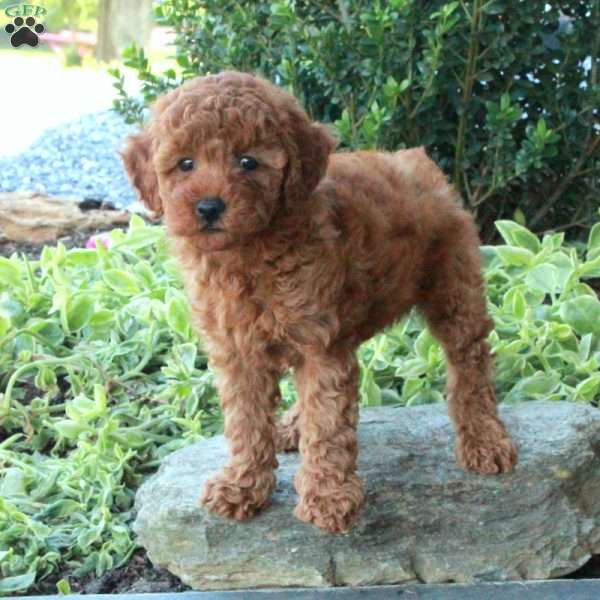 Amelia, Miniature Poodle Puppy