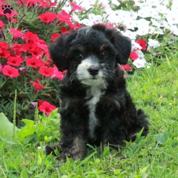 Amelia, Mini Bernedoodle Puppy