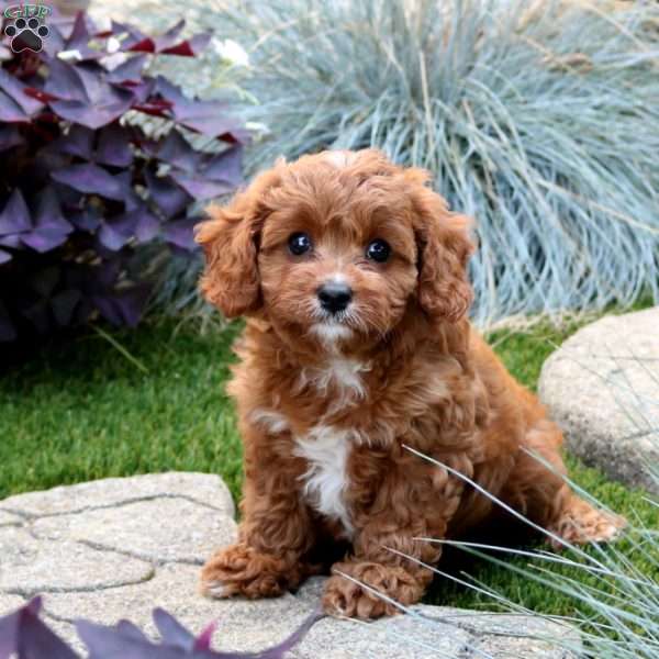 Amelia, Cavapoo Puppy