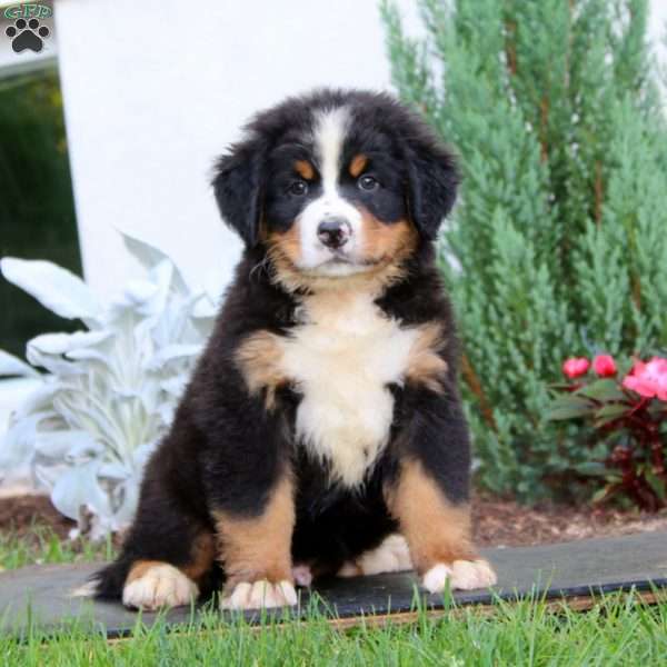 Amie, Bernese Mountain Dog Puppy