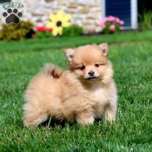 Pomeranian Puppies For Sale - Greenfield Puppies