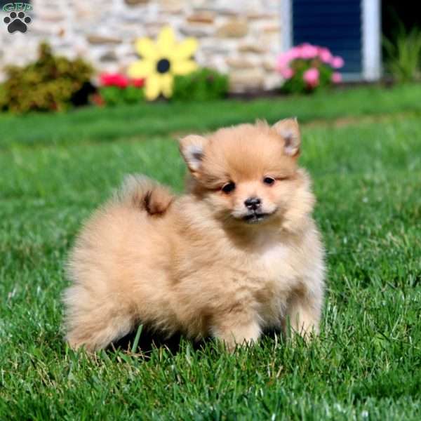 Amy, Pomeranian Puppy