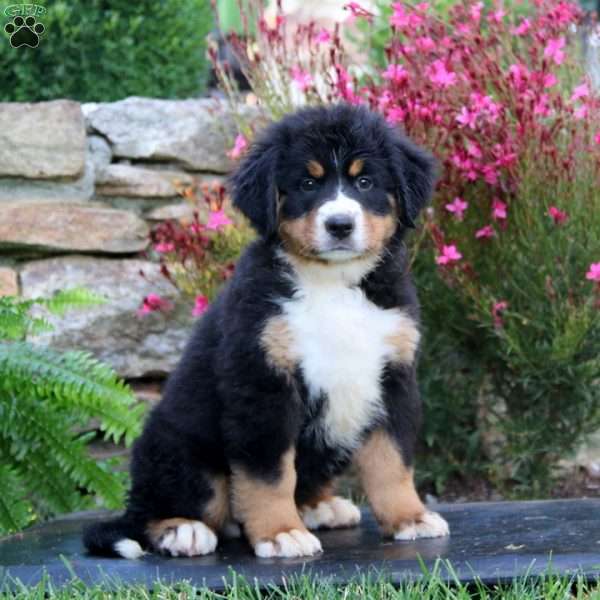 Amy, Bernese Mountain Dog Puppy