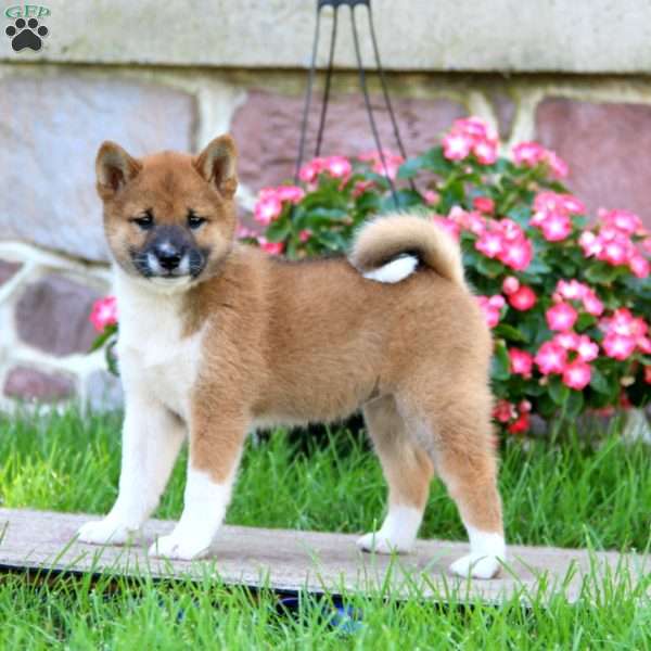 Amy, Shiba Inu Puppy