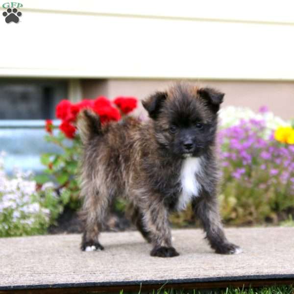 Andre, Pomeranian Mix Puppy