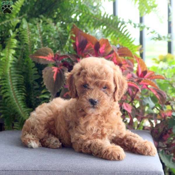 Andy, Miniature Poodle Puppy