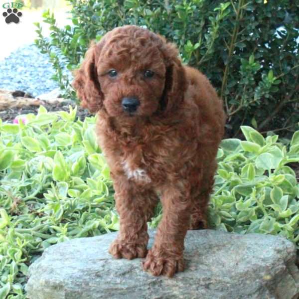 Andy, Miniature Poodle Puppy